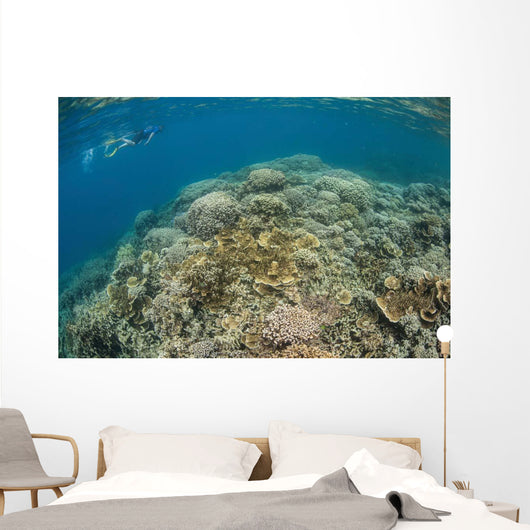 Snorkeler Explores Healthy Coral Wall Decal