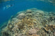 Snorkeler Explores Healthy Coral Wall Decal