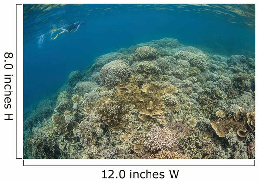 Snorkeler Explores Healthy Coral Wall Decal