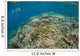 Snorkeler Explores Healthy Coral Wall Decal