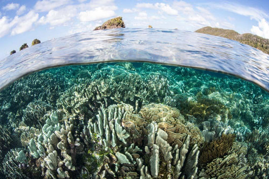 Beautiful Coral Reef Raja Wall Decal Design 9
