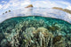 Beautiful Coral Reef Raja Wall Decal Design 9