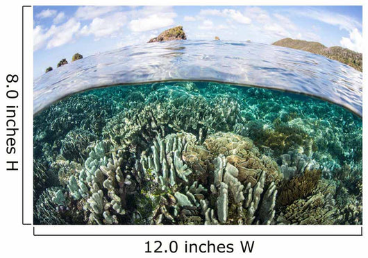 Beautiful Coral Reef Raja Wall Decal Design 9
