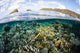 Beautiful Coral Reef Raja Wall Decal Design 8