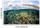 Beautiful Coral Reef Raja Wall Decal Design 8
