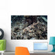 Endemic Epaulette Shark Swims Wall Decal