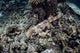 Endemic Epaulette Shark Swims Wall Decal