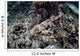 Endemic Epaulette Shark Swims Wall Decal
