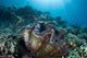 Giant Clam Grows Reef Wall Decal