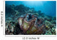 Giant Clam Grows Reef Wall Decal