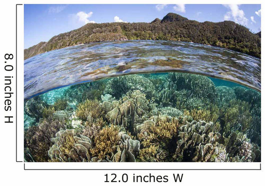 Beautiful Coral Reef Raja Wall Decal Design 7