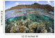 Beautiful Coral Reef Raja Wall Decal Design 7