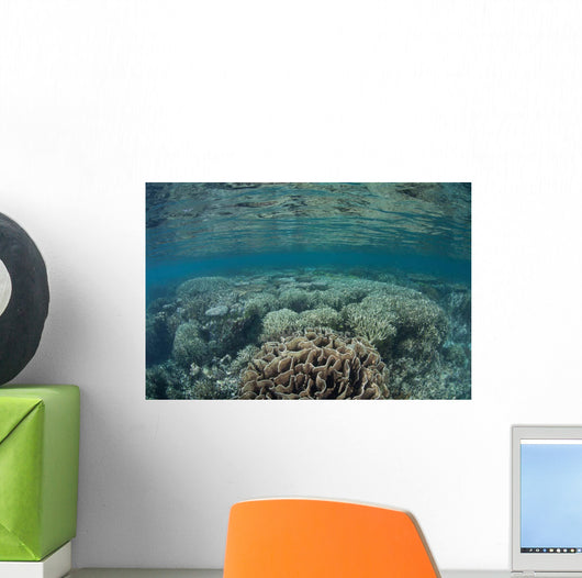 Diverse Array Corals Grow Wall Decal Design 5