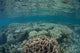 Diverse Array Corals Grow Wall Decal Design 5