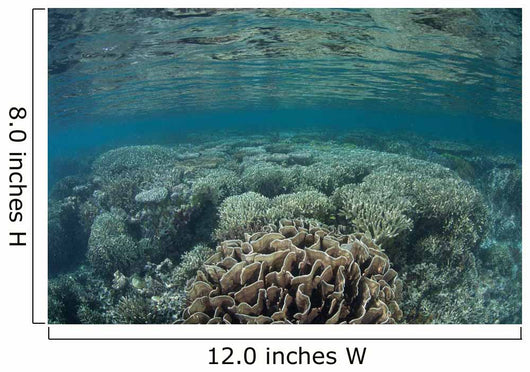 Diverse Array Corals Grow Wall Decal Design 5