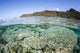 Beautiful Coral Reef Raja Wall Decal Design 6