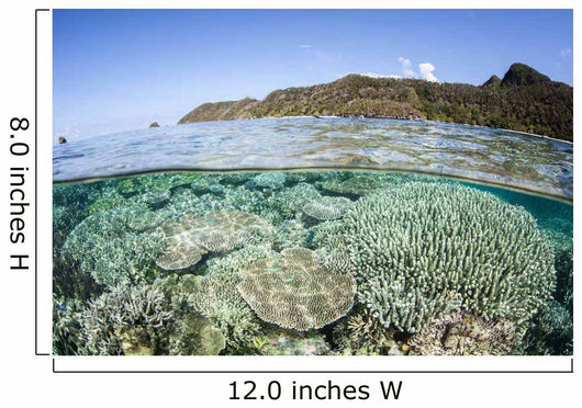 Beautiful Coral Reef Raja Wall Decal Design 6