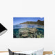 Beautiful Coral Reef Raja Wall Decal Design 5