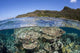 Beautiful Coral Reef Raja Wall Decal Design 5