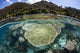 Beautiful Coral Reef Raja Wall Decal Design 4