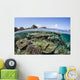 Beautiful Coral Reef Raja Wall Decal Design 2