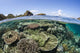 Beautiful Coral Reef Raja Wall Decal Design 2