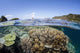 Beautiful Coral Reef Raja Wall Decal Design 1