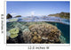 Beautiful Coral Reef Raja Wall Decal Design 1