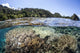 Diverse Array Corals Grow Wall Decal Design 4