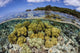 Soft Corals Grow Edge Wall Decal Design 1