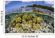 Soft Corals Grow Edge Wall Decal Design 1