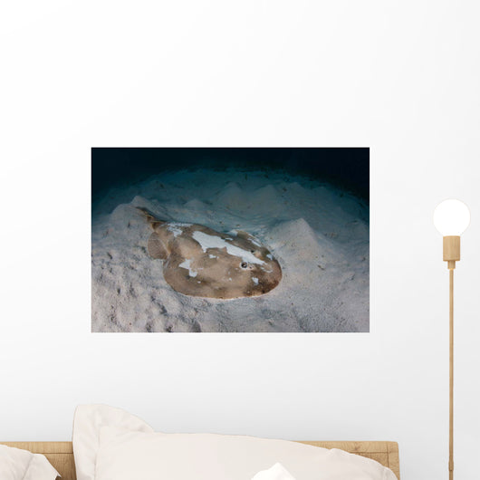 Electric Ray Seafloor Turneffe Wall Decal Design 7