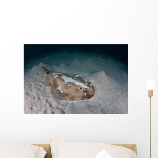Electric Ray Seafloor Turneffe Wall Decal Design 7