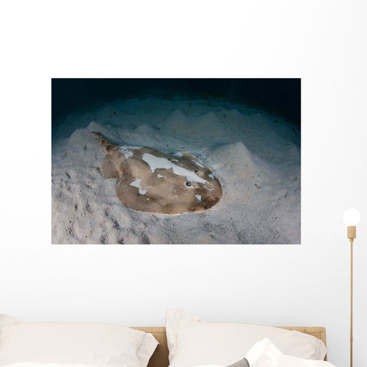 Electric Ray Seafloor Turneffe Wall Decal Design 7