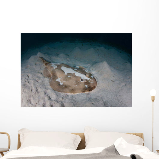 Electric Ray Seafloor Turneffe Wall Decal Design 7