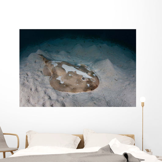 Electric Ray Seafloor Turneffe Wall Decal Design 7