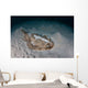 Electric Ray Seafloor Turneffe Wall Decal Design 7