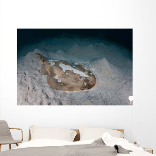 Electric Ray Seafloor Turneffe Wall Decal Design 7