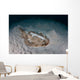 Electric Ray Seafloor Turneffe Wall Decal Design 7