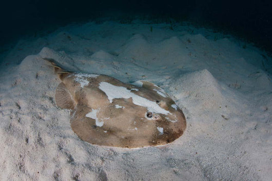 Electric Ray Seafloor Turneffe Wall Decal Design 7