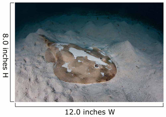 Electric Ray Seafloor Turneffe Wall Decal Design 7