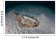 Electric Ray Seafloor Turneffe Wall Decal Design 7