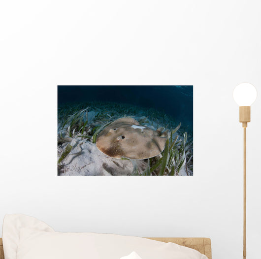 Electric Ray Seafloor Turneffe Wall Decal Design 6