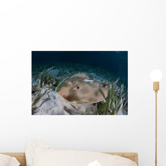Electric Ray Seafloor Turneffe Wall Decal Design 6