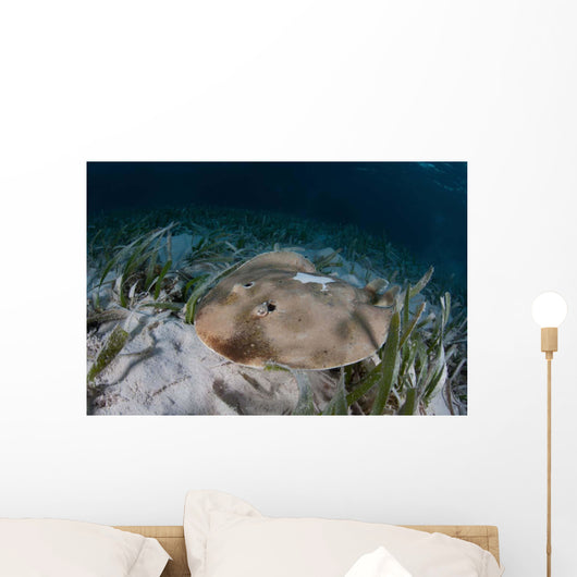 Electric Ray Seafloor Turneffe Wall Decal Design 6
