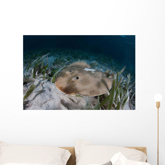 Electric Ray Seafloor Turneffe Wall Decal Design 6