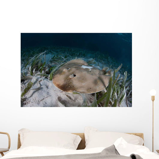 Electric Ray Seafloor Turneffe Wall Decal Design 6