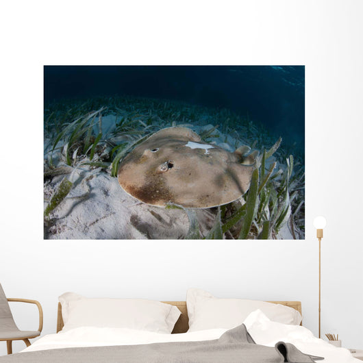 Electric Ray Seafloor Turneffe Wall Decal Design 6