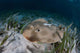 Electric Ray Seafloor Turneffe Wall Decal Design 6