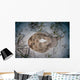 Electric Ray Seafloor Turneffe Wall Decal Design 5